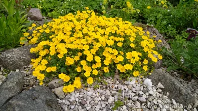 Potentilla crantzii 'Goldrausch' Лапчатка Кранца­