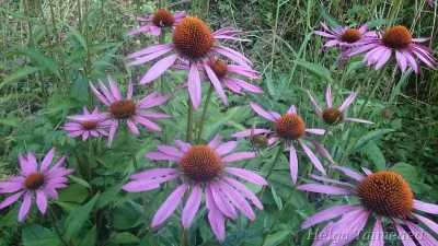 Echinacea purpurea 'Rubinstern' Эхинацея пурпурная