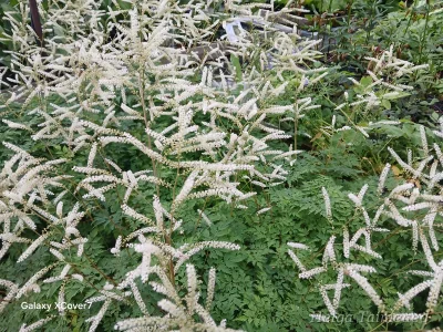 Aruncus 'Guinea Fowl'