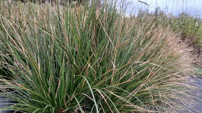 Deschampsia cespitosa 'Waldschrat'