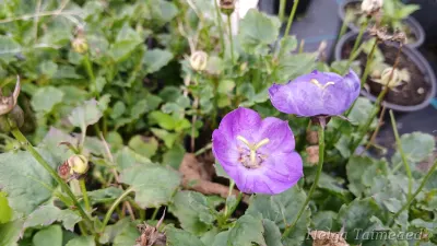 Campanula 'Royal Wave' Kelluka