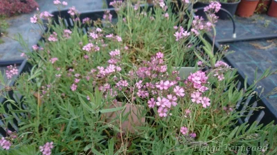 Gypsophila repens 'Rosea Compacta'