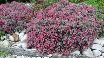 Sedum cauticola 'Lidakense'