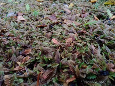 Leptinella (Cotula) potentillina