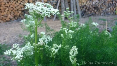 Meum athamanticum Mеума атамантового