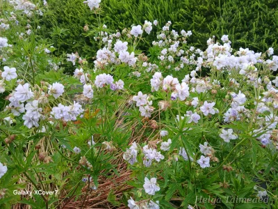 Geranium pratense 'Cloud Nine'