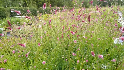 Sanguisorba officinalis ‘Pink Tanna’