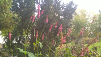 Bistorta amplexicaulis 'Taurus' Змеевик