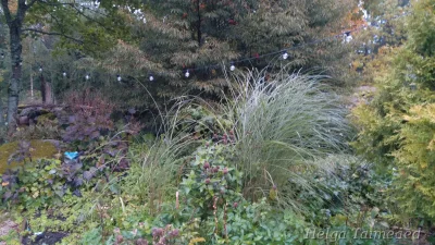 Miscanthus sinensis 'Morning Light' Hiina siidpööris