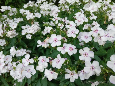 Phlox paniculata 'Flame Light Blue'