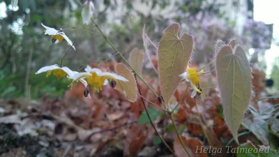 Epimedium 'Mandarin Star'