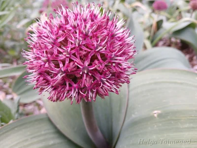 Allium karataviense 'Red Giant'