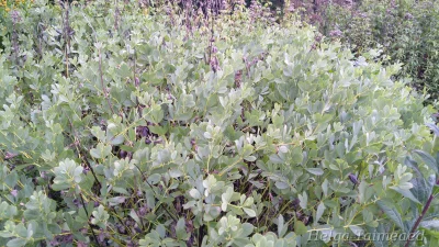 Baptisia australis Баптизия южная