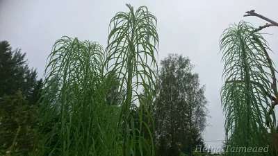 Helianthus salicifolius