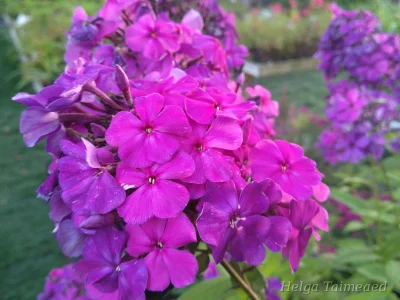 Phlox paniculata 'Adessa Special Deep Purple'