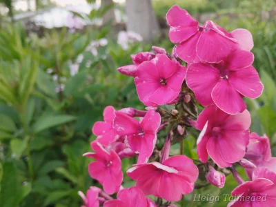Phlox paniculata 'Adessa Red'