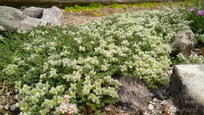 Paronychia kapela ssp.serpyllifolia Приноготовник тимьянолистный