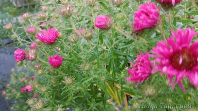 Aster novae-angliae 'Andenken an Alma Pötschke'