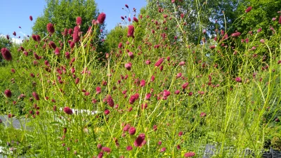 Sanguisorba officinalis 'Arnhem' Punaluppio
