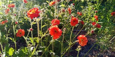 Geum 'Scarlet Tempest' Гравилат
