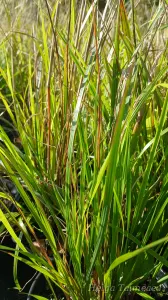 Calamagrostis x  acutiflora  'Waldenbuch' Вейник тростниковый