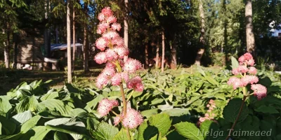 Rodgersia 'Die Schöne'