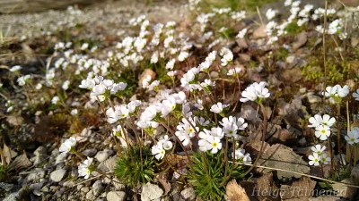 Androsace carnea subsp. brigantiaca