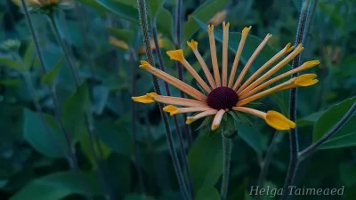 Rudbeckia subtomentosa 'Henry Eilers' Рудбекия