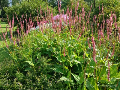 Bistorta (Persicaria) ampexicaulis 'Seven Oaks Village' Горец