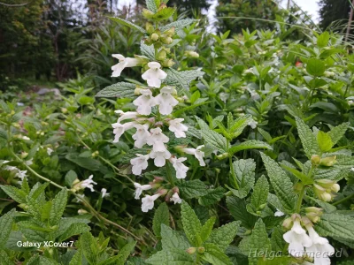 Melittis melissophyllum 'Alba'