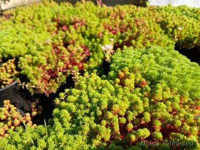 Sedum lydium