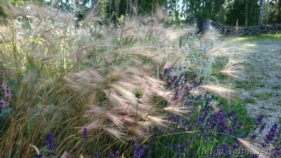 Hordeum jubatum