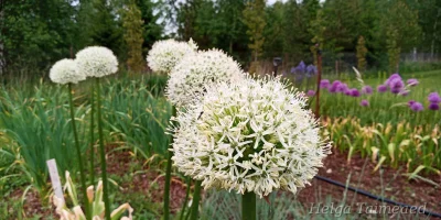 Allium 'Mont Blanc'
