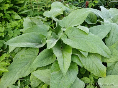Phlomis russeliana Зопник Рассела