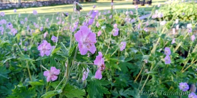 Geranium phaeum 'Walküre'