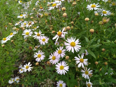 Kalimeris incisa 'Madiva'