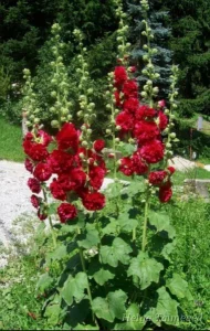 Alcea rosea 'Chaters Scarlet' Шток-роза