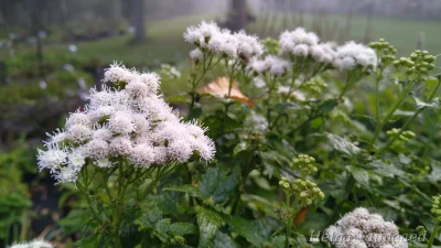 Ageratina altissima 'Lucky Melody' Посконник морщинистый