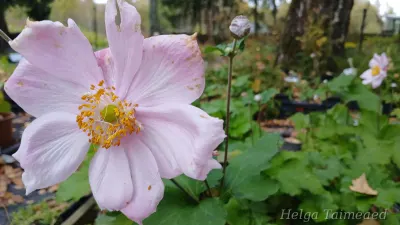 Eriocapitella x hybrida (Anemone) 'Königin Charlotte'  Villülane