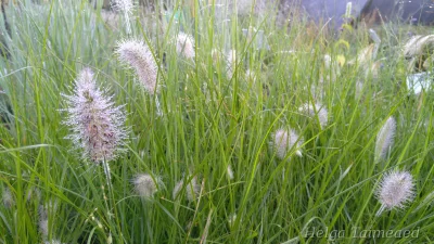 Cenchrus alopecuroides 'Hameln' Перистощетинник Австралийский