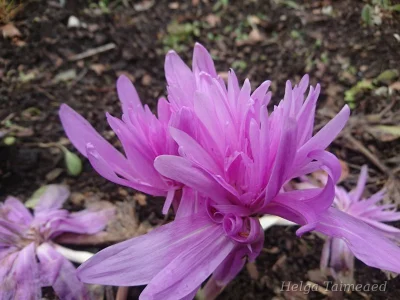 Colchicum autumnale 'Pleniflorum'