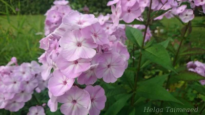 Phlox paniculata 'Adessa Special Pink' Флокс метельчатый