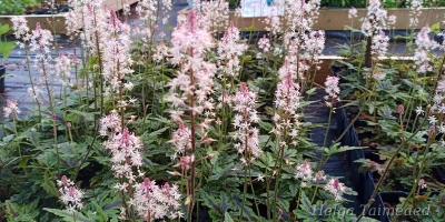 Tiarella 'Angel Wings' Тиарелла