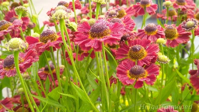 Helenium autumnale 'Salsa' Syyshohdekukka