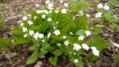 Omphalodes verna 'Alba' Пупочник весенний