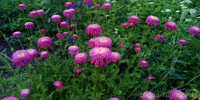 Tanacetum coccineum 'Alfred' Пижма красная