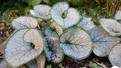 Brunnera macrophylla ' Silver Heart'