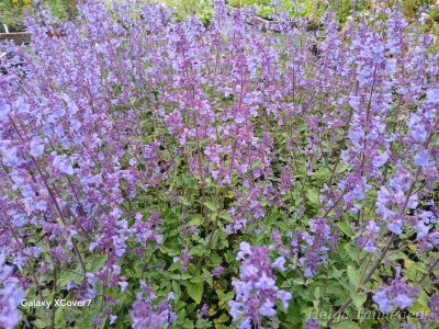 Nepeta xfaassenii 'Kit Cat'