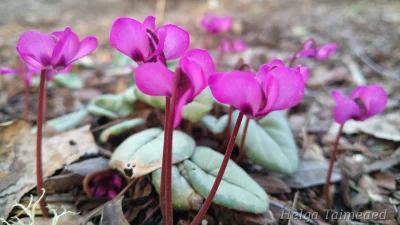 Cyclamen coum 'Silver Leaf'