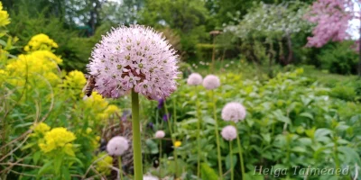 Allium grande Лук крупный